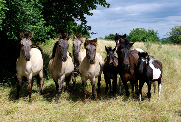 Huzule und  Konik 2(16)